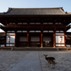 Deer in Nara, Japan are usually well-fed by travelers and tourists, but during quarantine they wander empty streets.
